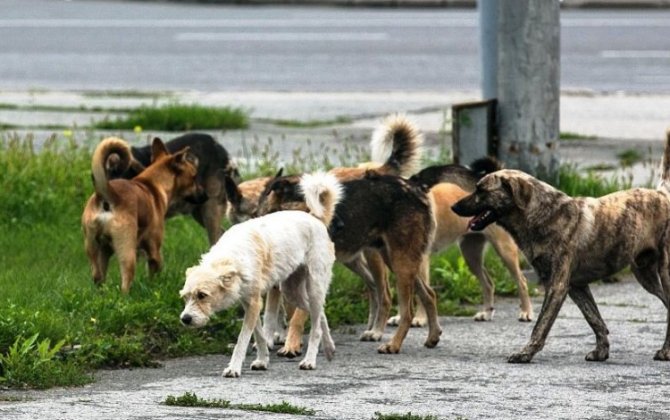 Депутат: Соберем бродячих собак и продадим Корее