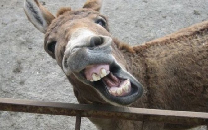 В Астаре осел откусил ухо сельскому жителю