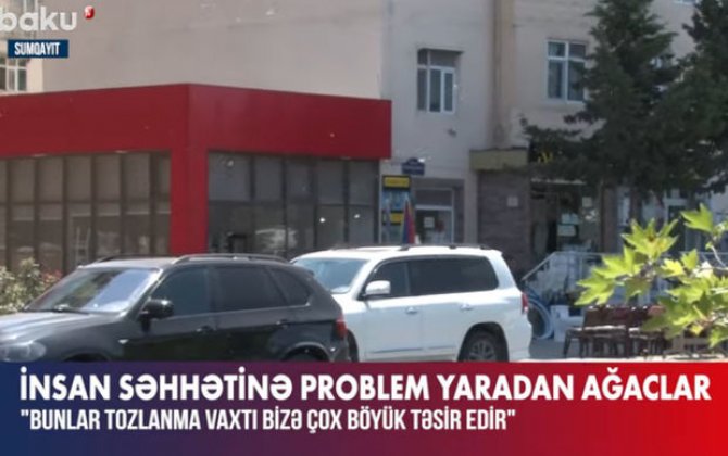 İnsan sağlamlığına təhlükə: Turanqa ağacı - VİDEO