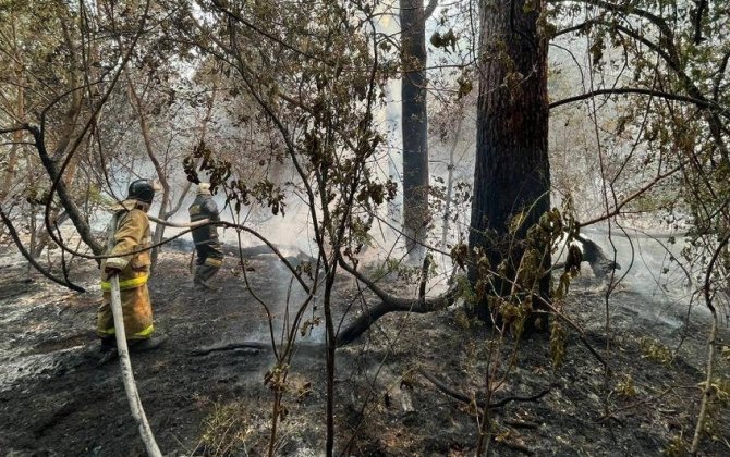 Qazaxıstanda meşə yanğını: 3 nəfər ölüb, 30 min hektar ərazi yanıb