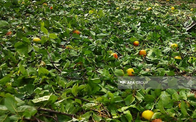 Güclü külək əsəcək, dolu düşəcək -xa0XƏBƏRDARLIQ