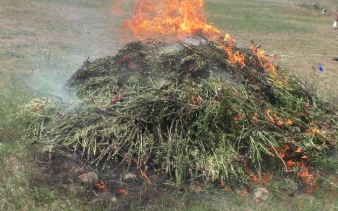 Yardımlıda 1,5 tondan artıq xaşxaş kolu məhv edilib - FOTO