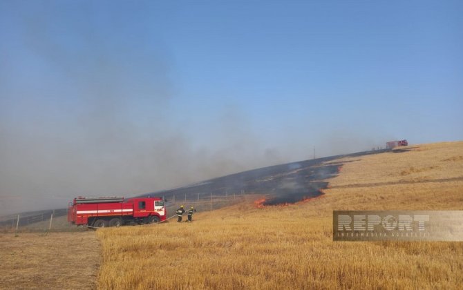 Cəlilabadda taxıl sahələrində yanğın olub