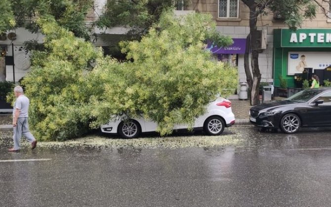 Bakıda ağac avtomobilin üzərinə aşıb - FOTO