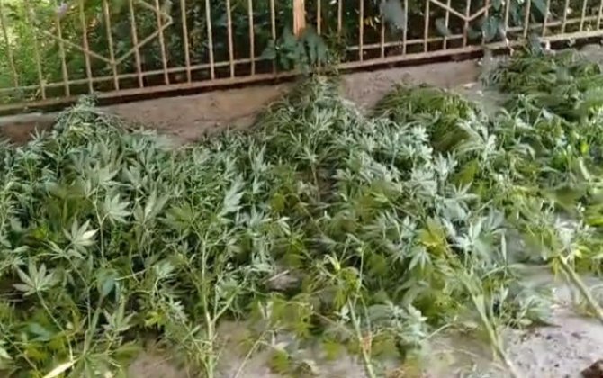 Goranboyda narkotik yetişdirməkdə şübhəli bilinən şəxs saxlanılıb - FOTO