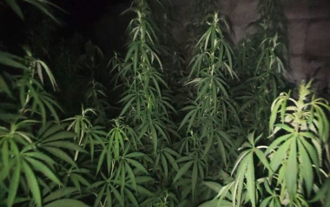 Lənkəran sakininin həyətindən narkotik vasitə və çətənə kolları aşkarlanıb - FOTO