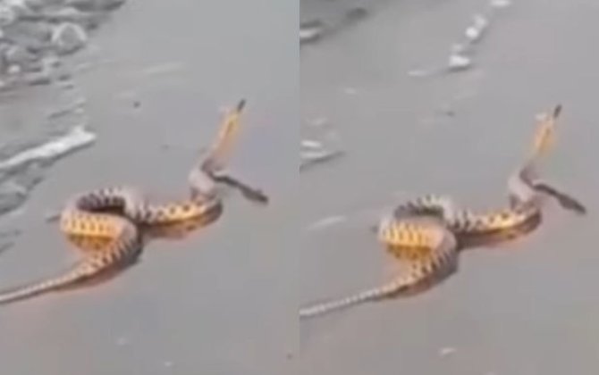 Bakıda çimərlikdə ilan peyda olduxa0- VİDEO