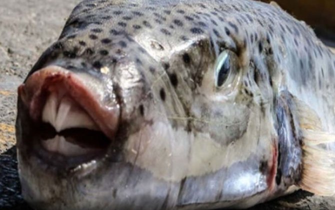 В российском Приморье рыбака укусила самая ядовитая в мире рыба фугу - ВИДЕО