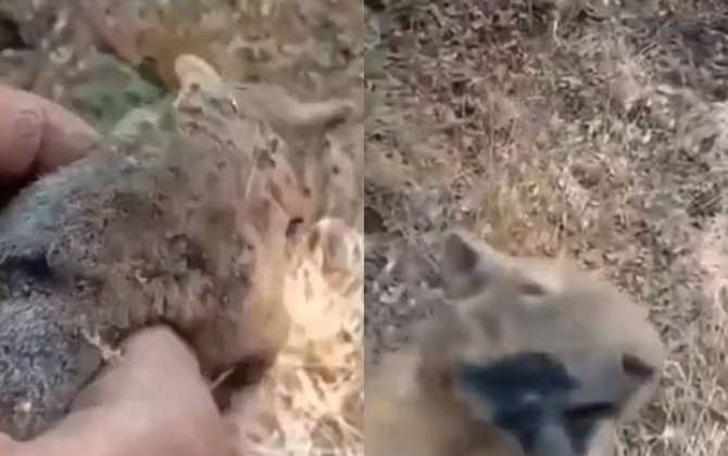 İranda SEPAH-ın törətdiyi yanğınlar nəticəsində dələlər yanır - VİDEO