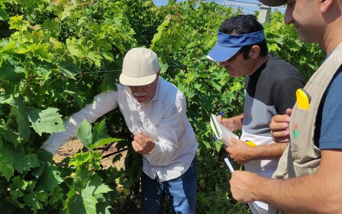 Aqrar Sığorta Fondu Şamaxıda dolu vuran üzüm bağına dəymiş zərəri hesablayır - FOTO