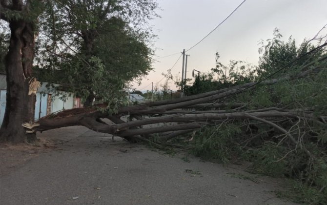 Masallıda irigövdəli ağac aşıb, yol bağlanıb