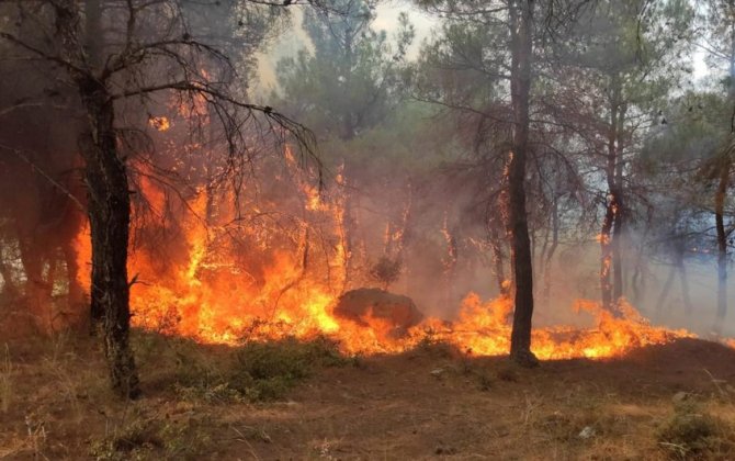 Türkiyənin Ədirnə vilayətində meşəlik ərazidə yanğın başlayıb