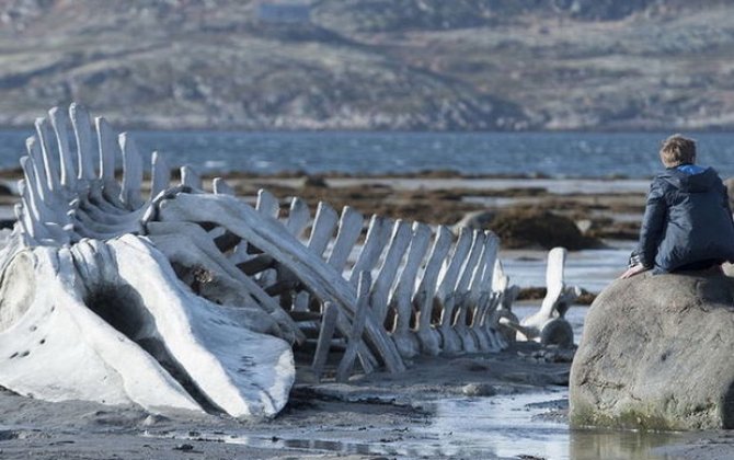 Yaxın vaxtlarda balinalar üçün qaranlıq dövr başlayır: Səbəb və Günəşin bununla əlaqəsi - FOTO