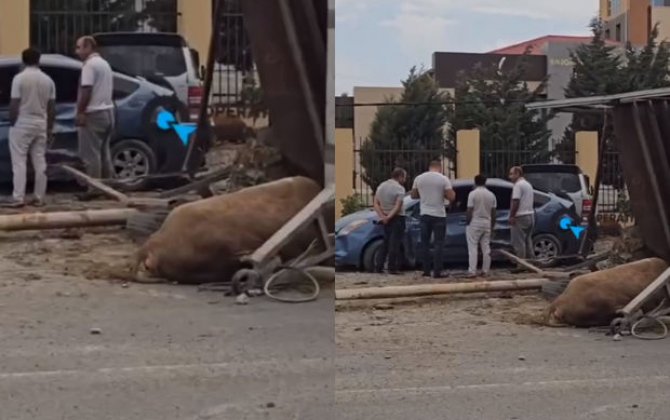 Bakıda “Prius” heyvan aparan yük avtomobili ilə toqquşdu, tıxac yarandı - VİDEO