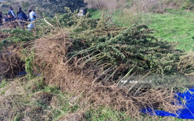 Ağdamın Sırxavənd kəndində separatçıların narkotik plantasiyası aşkarlanıb - FOTO