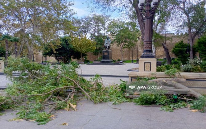 “Sabir bağı”nda ağac sınıb - FOTO