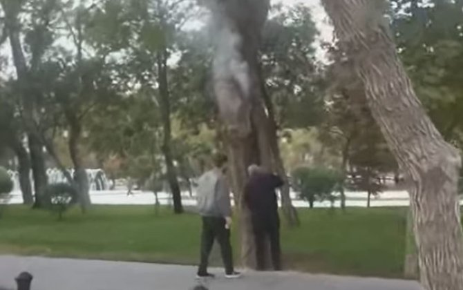 Bakıda Sahil bağında ağacı yandırmağa çalışdılar - VİDEO