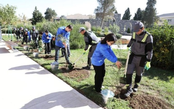 Bakıda növbəti ağacəkmə aksiyası keçirildi - FOTO