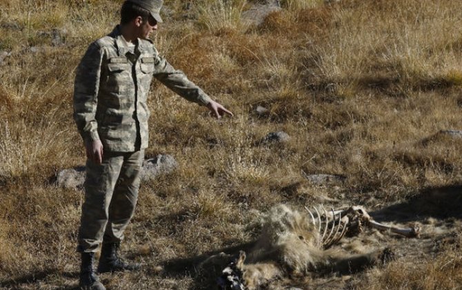 Hikmət Hacıyev ermənilərin basdırdığı minanın qurbanı olmuş qonur ayının görüntüsünü yayıb - FOTO