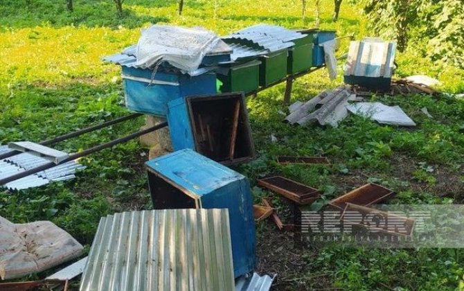 Göygöldə ayılar kəndlərə hücum edib: “İdarə deyir ki, kənd sakinləri keşik çəksinlər” - FOTO