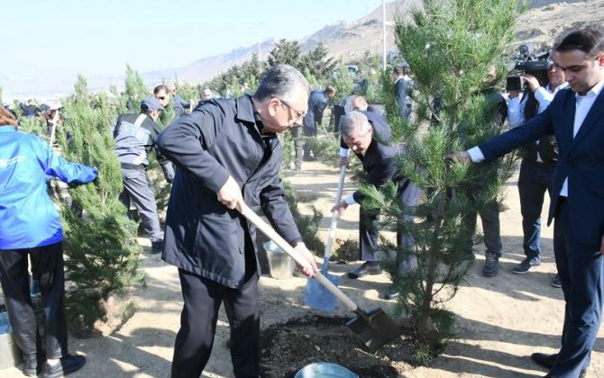 Bakıda növbəti ekoloji aksiya keçirilib, 400 şam ağacı əkilib - FOTOLAR