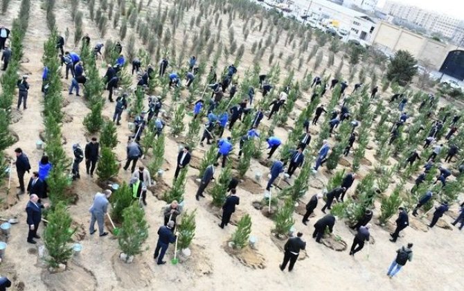 Zəfər günü ilə əlaqədar paytaxtda ağacəkmə aksiyası keçirilib - FOTO