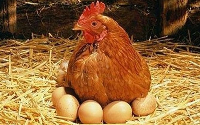 Azərbaycanda məşhur broyler şirkəti ləğv edilir