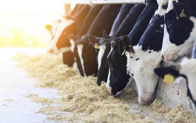 Azərbaycan Gürcüstandan 14, 856 milyon dollarlıq mal-qara alıb