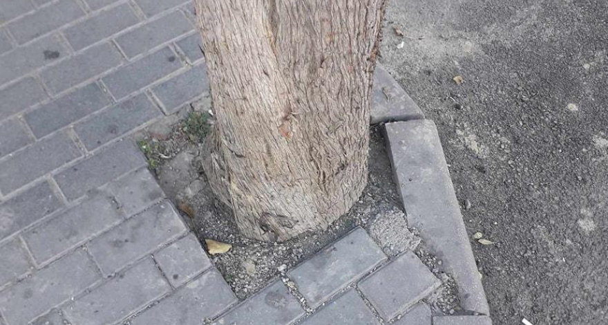 В Баку спасено замурованное дерево - ФОТО