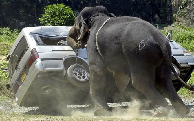 В Шри-Ланке сообщили о рекордном числе погибших в конфликтах людей и слонов