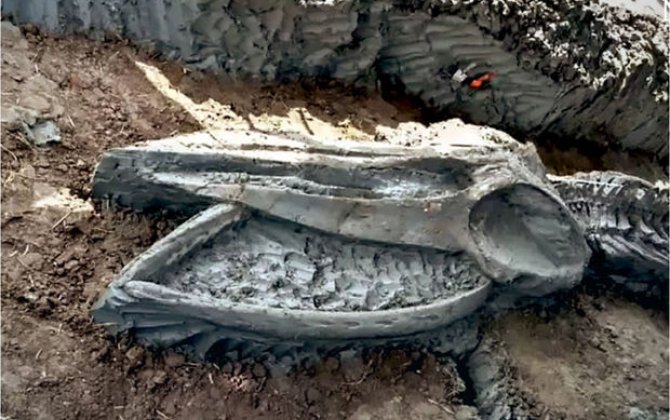 В Таиланде объявили национальным достоянием окаменелости древней рептилии - ФОТО