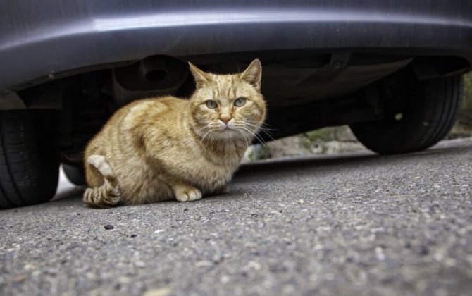 Дорожная полиция предупредила водителей о кошках