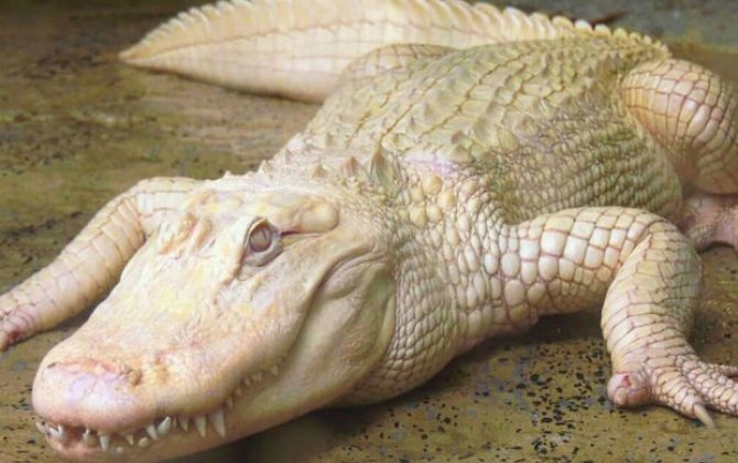 Редчайший аллигатор родился в американской Флориде - ВИДЕО