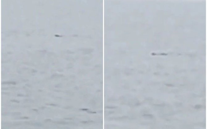 Şəmkir su anbarında nəhəng ilan görünüb? - AÇIQLAMA + VİDEO