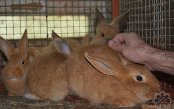 Dovşan ili dovşançılıq təsərrüfatları üçün nə ilə yadda qaldı? - REPORTAJ + FOTO