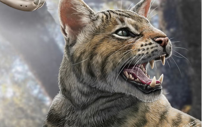 15,5 milyard il əvvəl yaşamış pişik növü aşkarlandı - FOTO