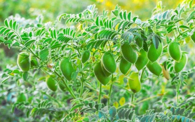 Ay torpağında noxud yetişdirildi