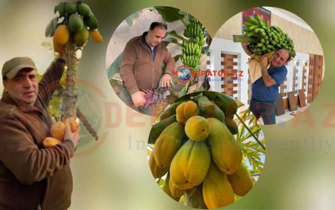 Bakıda banan, papaya, əjdaha meyvəsi yetişdirən tədqiqatçı: “Mən bunları satmıram, məqsədim odur ki..” - FOTO+ÖZƏL