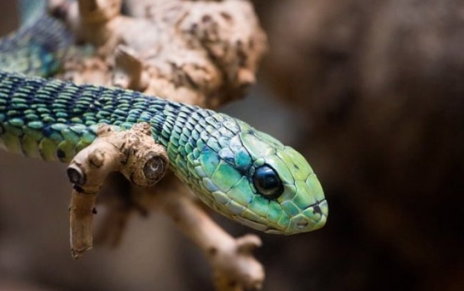 Ученые создали универсальный антидот от ядов самых опасных змей в мире