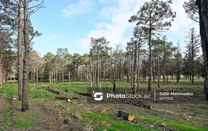 Bakıda 40 il əvvəl salınan park xarabaya çevrilib: Meşəlik itlərin oylağıdır - REPORTAJ + FOTO