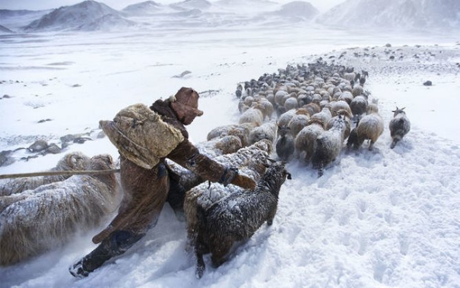 В Монголии из-за холодов погибло более 3 млн пастбищных животных