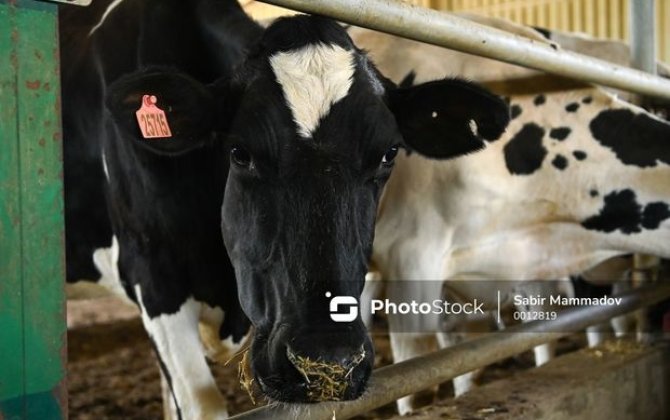 Şəkidə inək vuran 70 yaşlı kişi ölüb