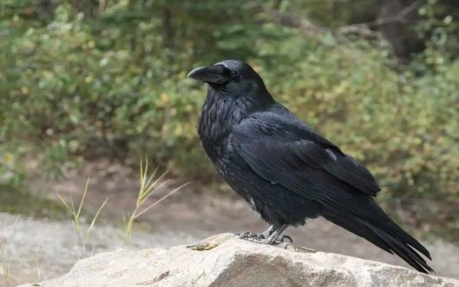 26 ildir restoranda yemək yeyən qarğa insan kimi danışır - VİDEO