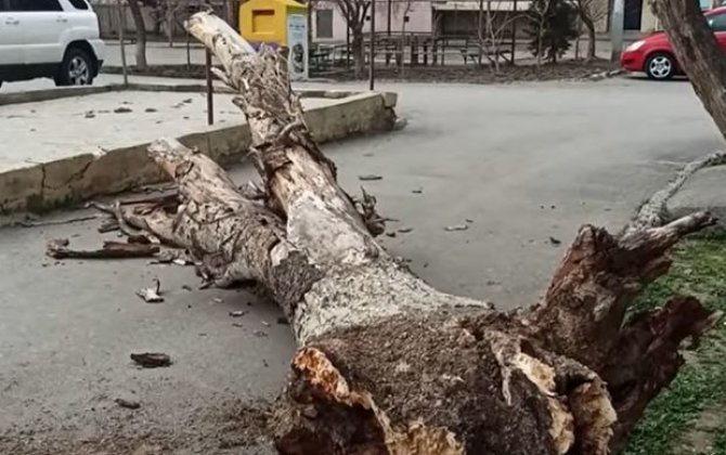 Sumqayıtda ağac aşdı, binanın həyətinə giriş bağlandı - VİDEO