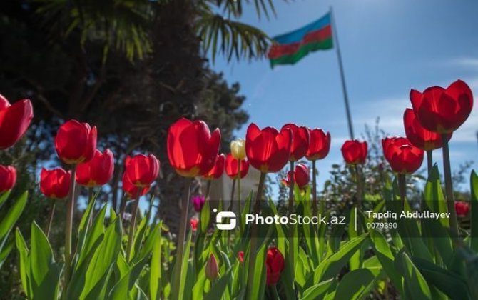 Тюльпаны на бакинском бульваре: сюрприз для жителей столицы - ФОТОРЕПОРТАЖ