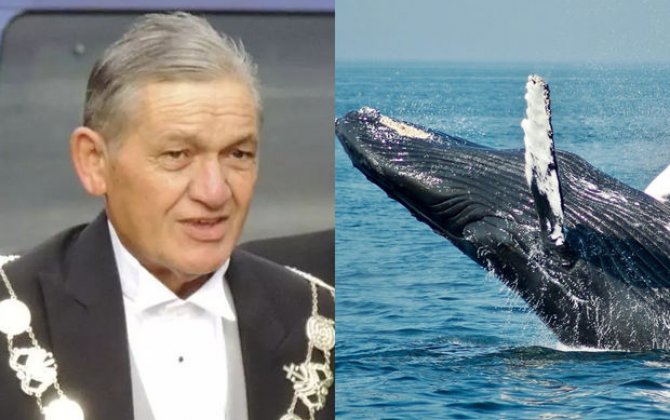Король коренных новозеландцев призвал уравнять в правах людей и китов