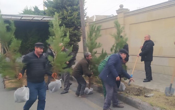 Bərdədə yeni yaşıllıq zolaqları salınır - FOTOLAR