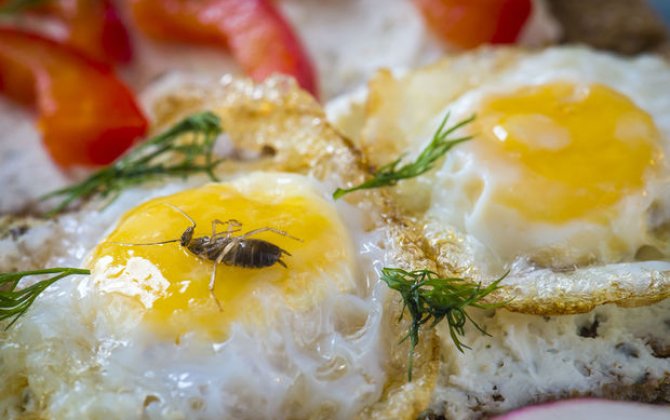 Restoranlarda həşərat və gəmirici problemi: Nə etməli? - FOTO