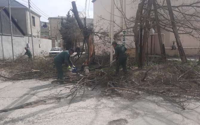 Külək paytaxta belə zərər verdi-20dən çox ağac, 30-dan çox... FOTOLAR