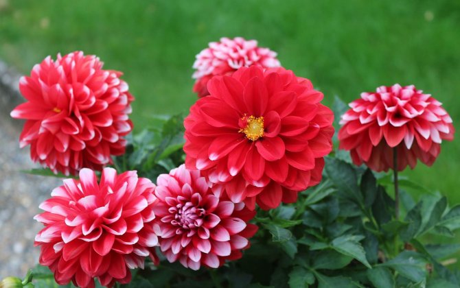 Ən az 10 dərdə məlhəm - Soğangülü